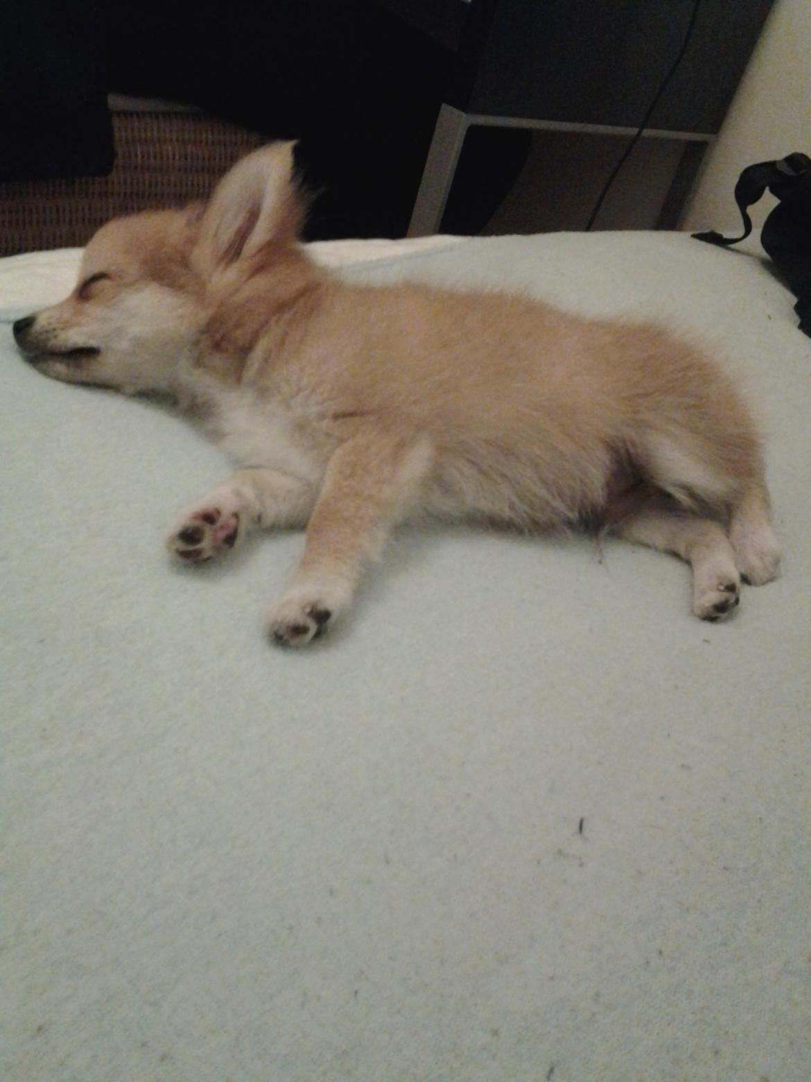 Blanding af racer Simba billede 13