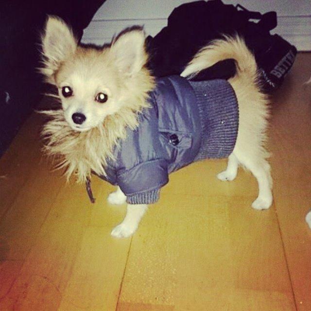 Blanding af racer Simba billede 6