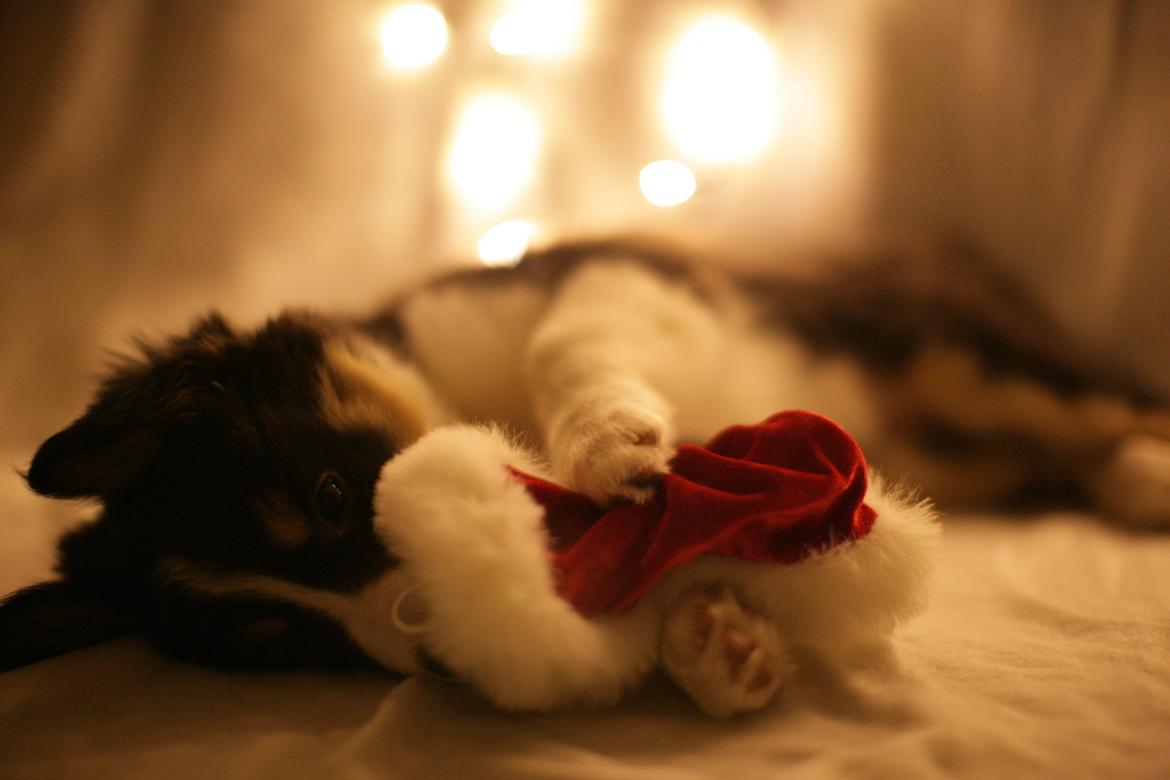 Border collie Onlystar's I Love You Rebel [Bella] - JUUUUL billede 12