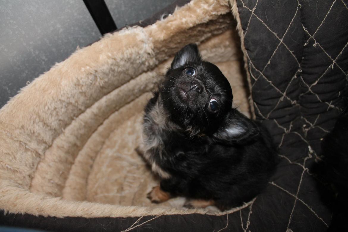 Chihuahua Paya - Paya 7 uger billede 3