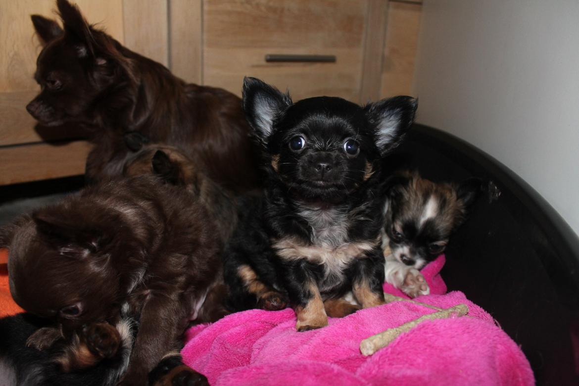 Chihuahua Paya - Paya 7 uger billede 1