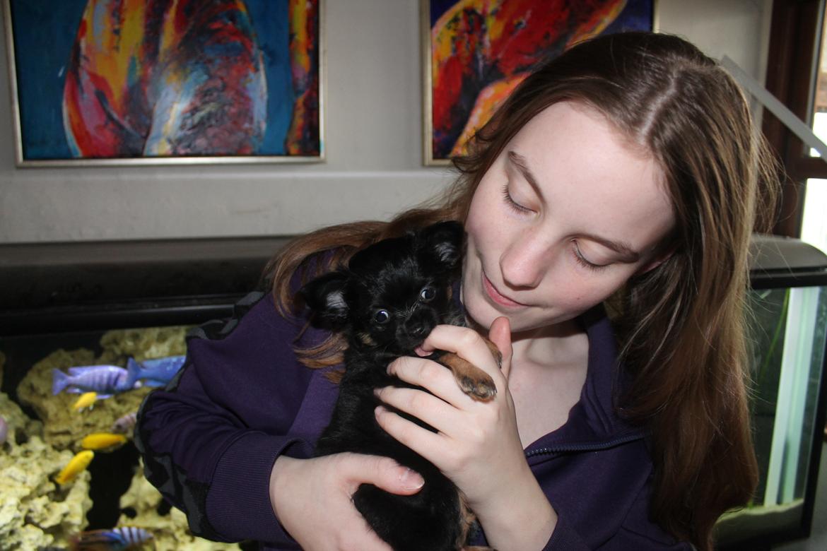 Chihuahua Paya - Paya 7 uger billede 5