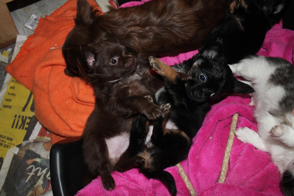 Chihuahua Paya - Paya 7 uger billede 4