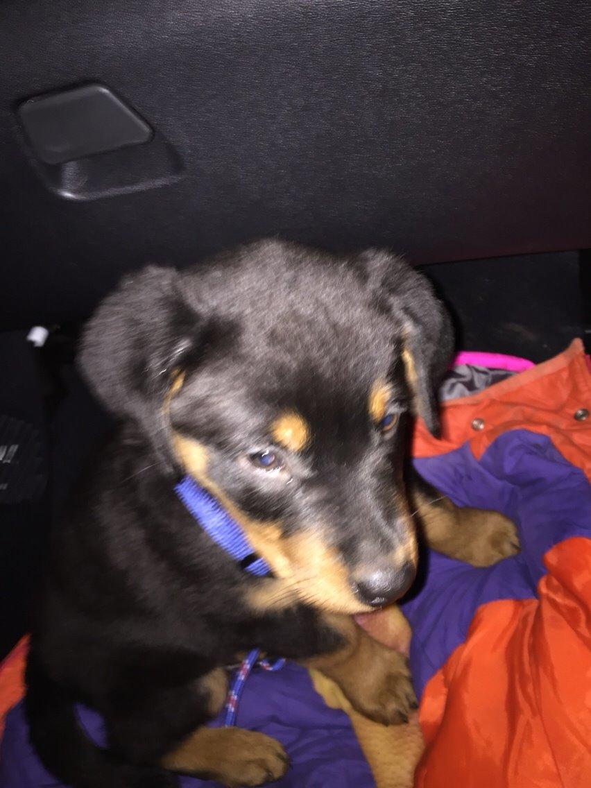 Rottweiler Rollo billede 1