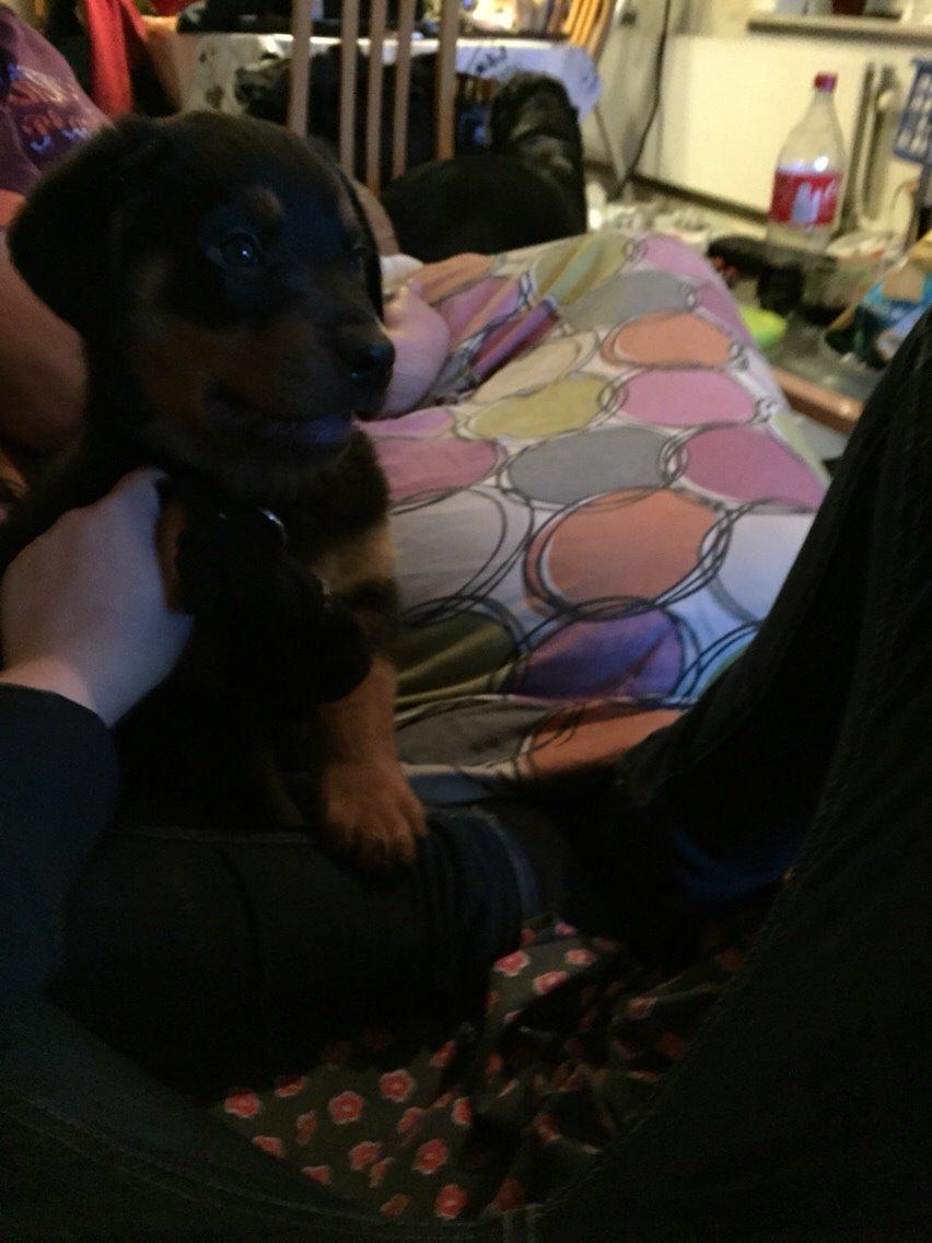 Rottweiler Rollo billede 2