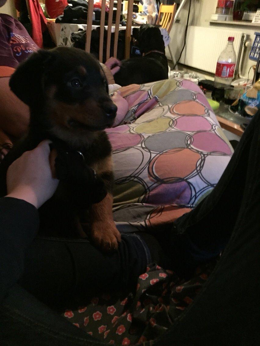 Rottweiler Rollo billede 3