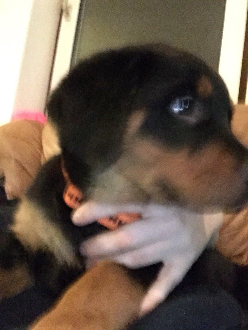 Rottweiler Rollo billede 5