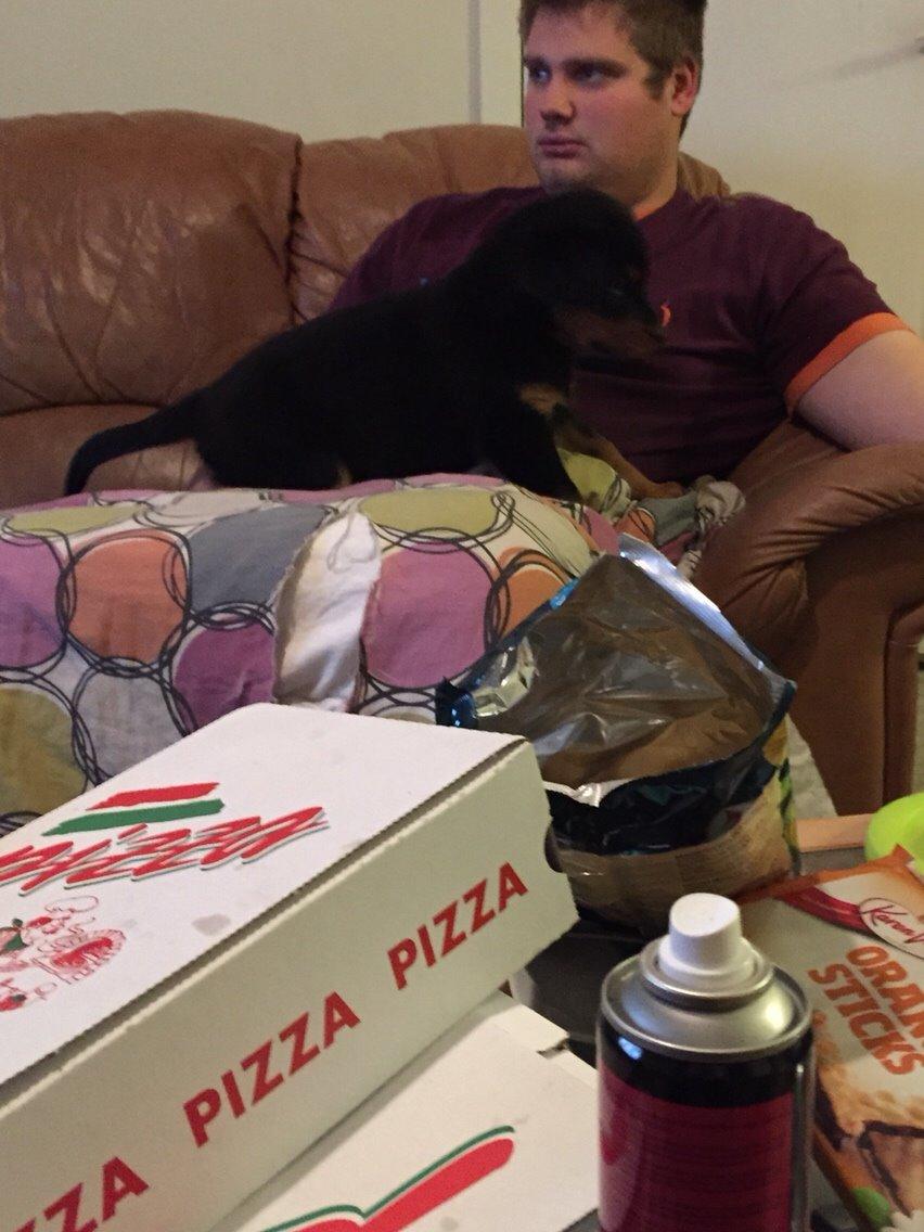 Rottweiler Rollo billede 4