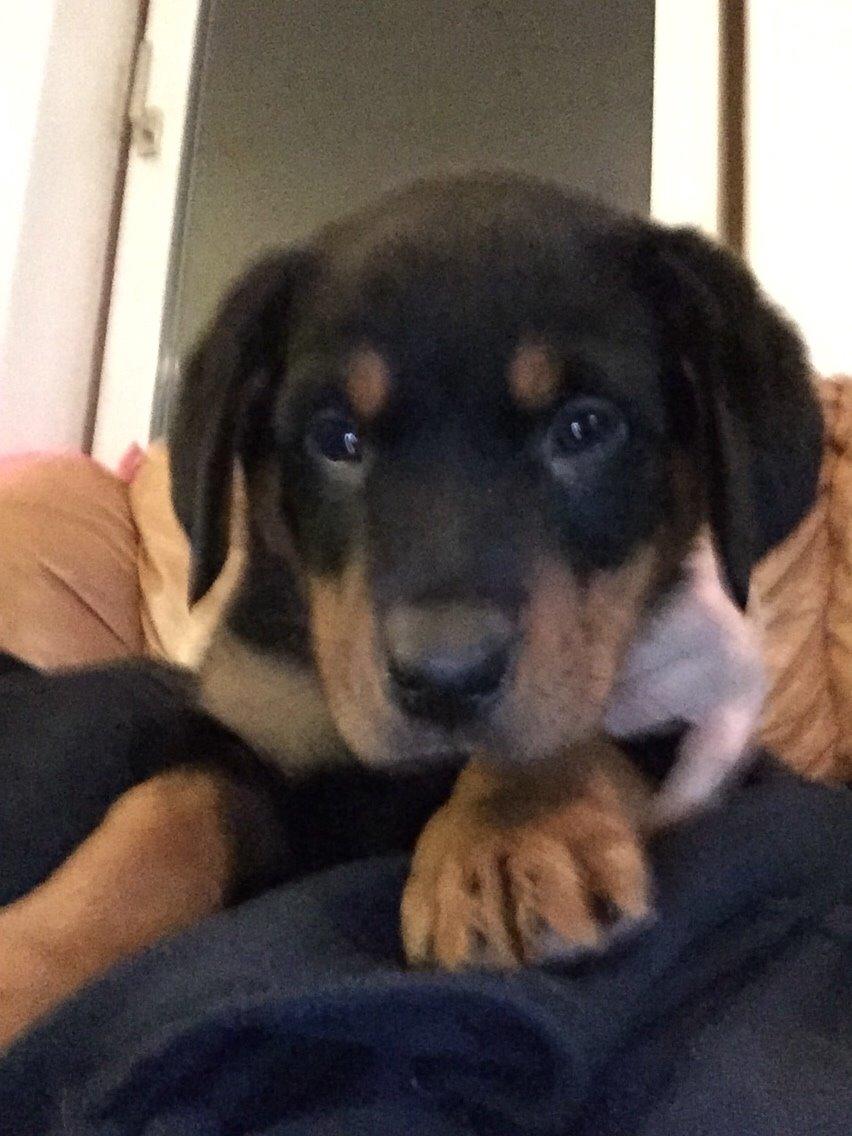 Rottweiler Rollo billede 6