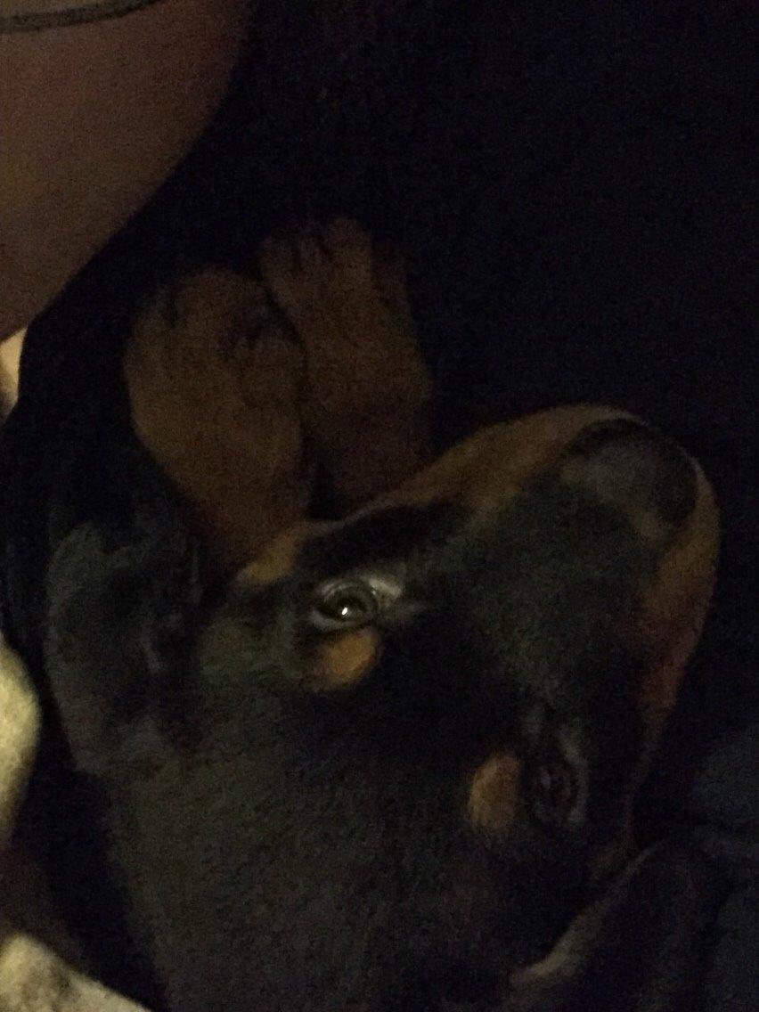 Rottweiler Rollo billede 7