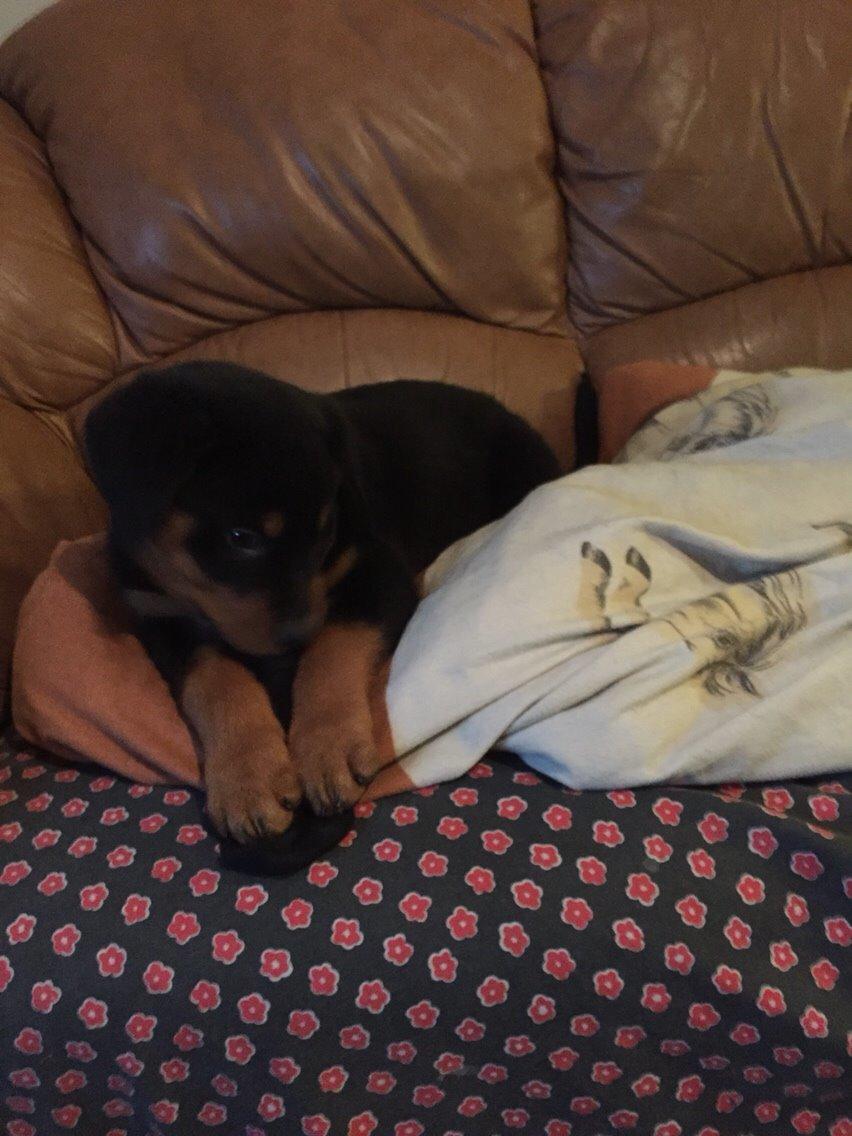 Rottweiler Rollo billede 9