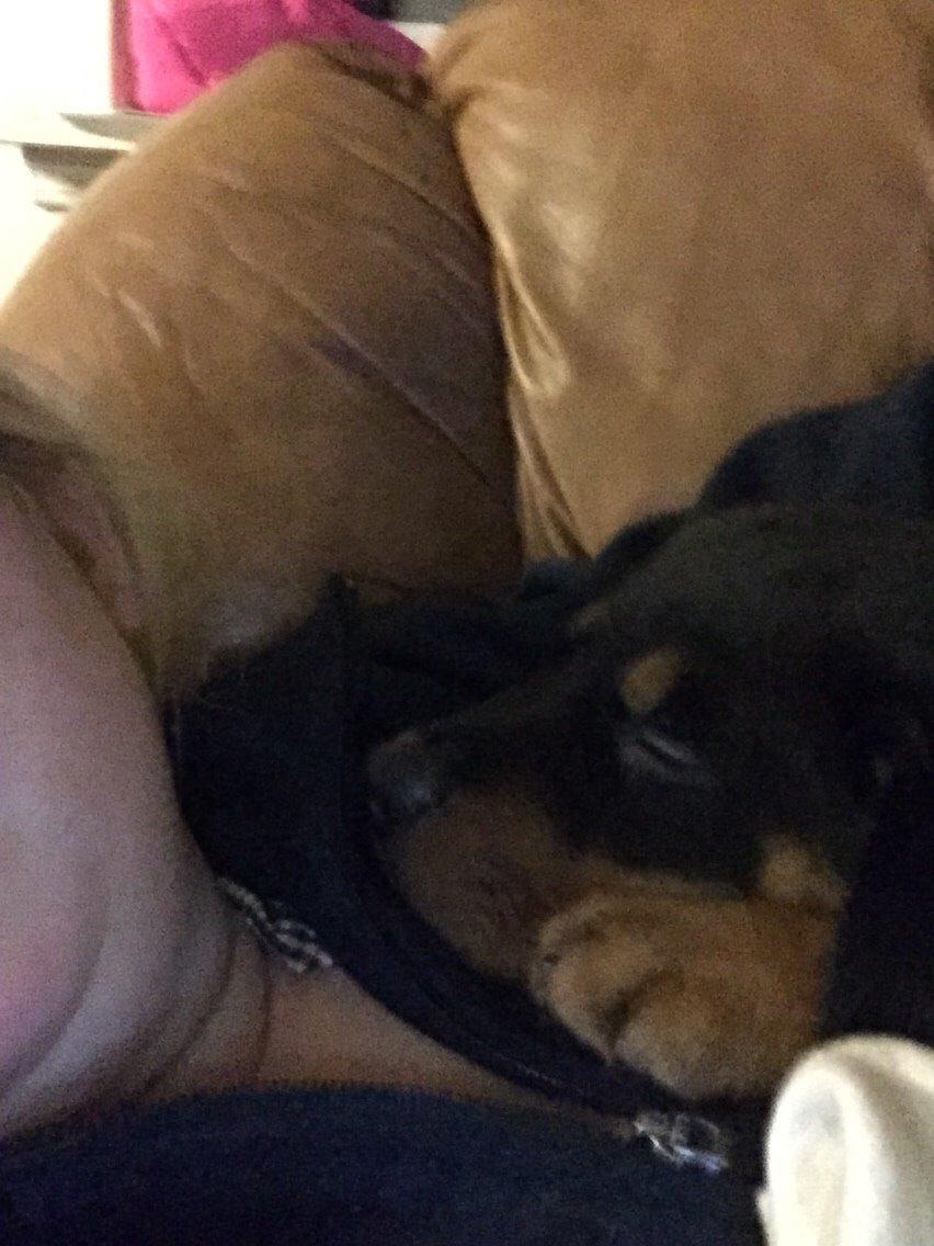 Rottweiler Rollo billede 8