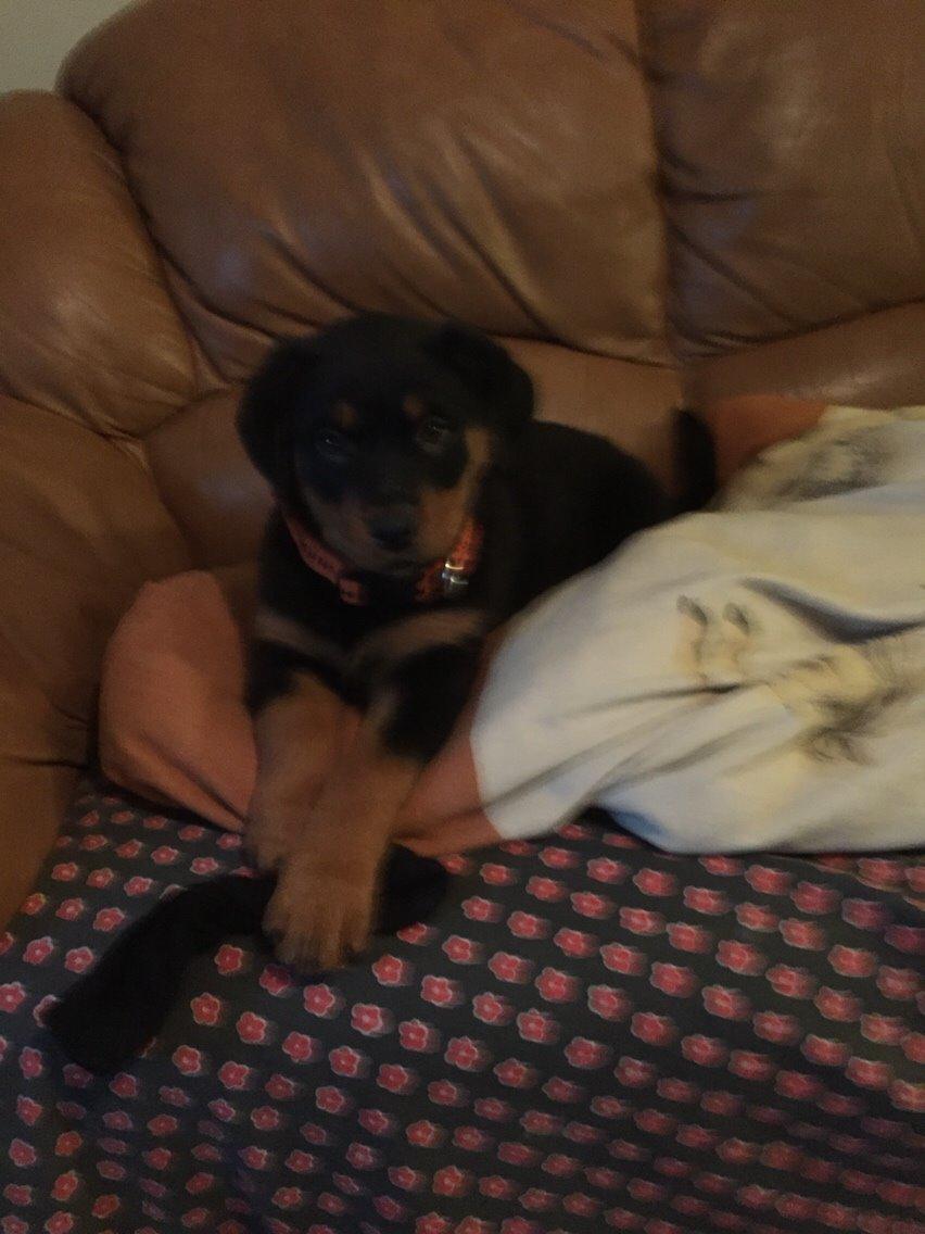 Rottweiler Rollo billede 10