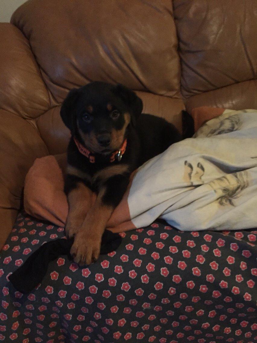 Rottweiler Rollo billede 11