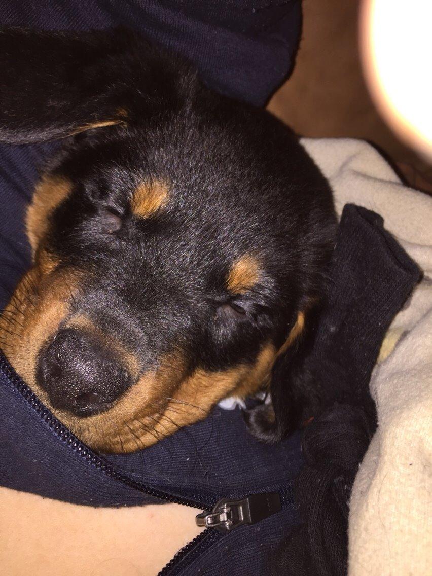 Rottweiler Rollo billede 14