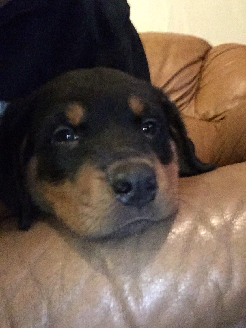 Rottweiler Rollo billede 13