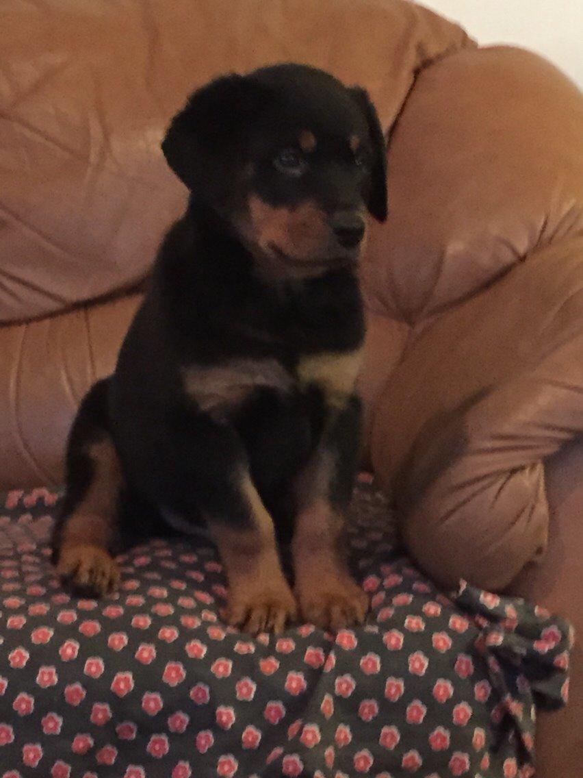 Rottweiler Rollo billede 15