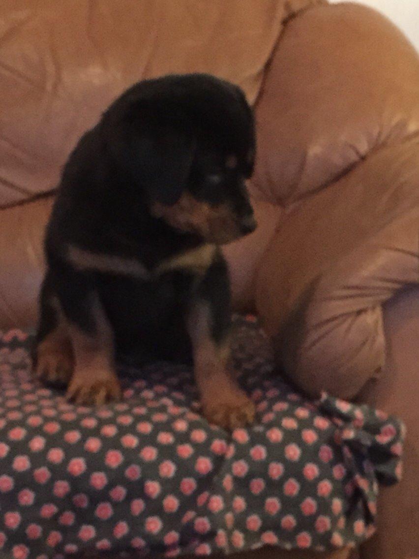 Rottweiler Rollo billede 17