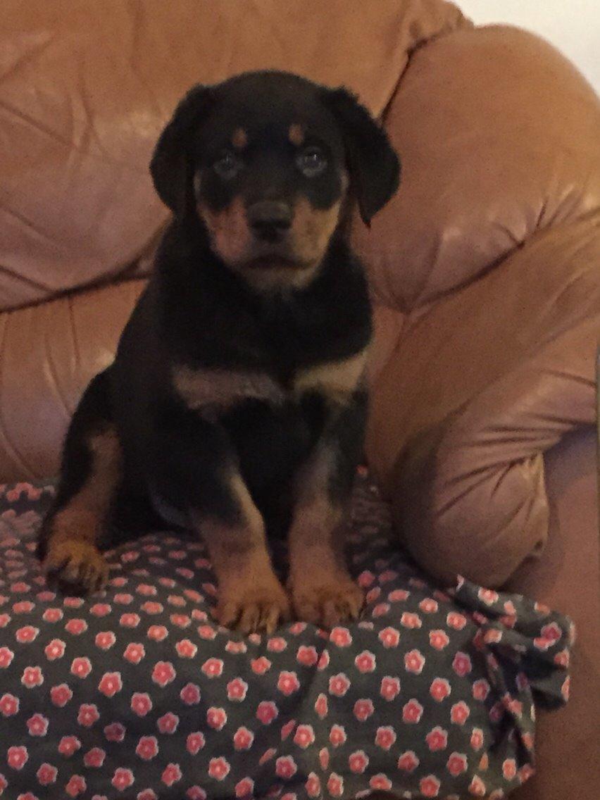 Rottweiler Rollo billede 16