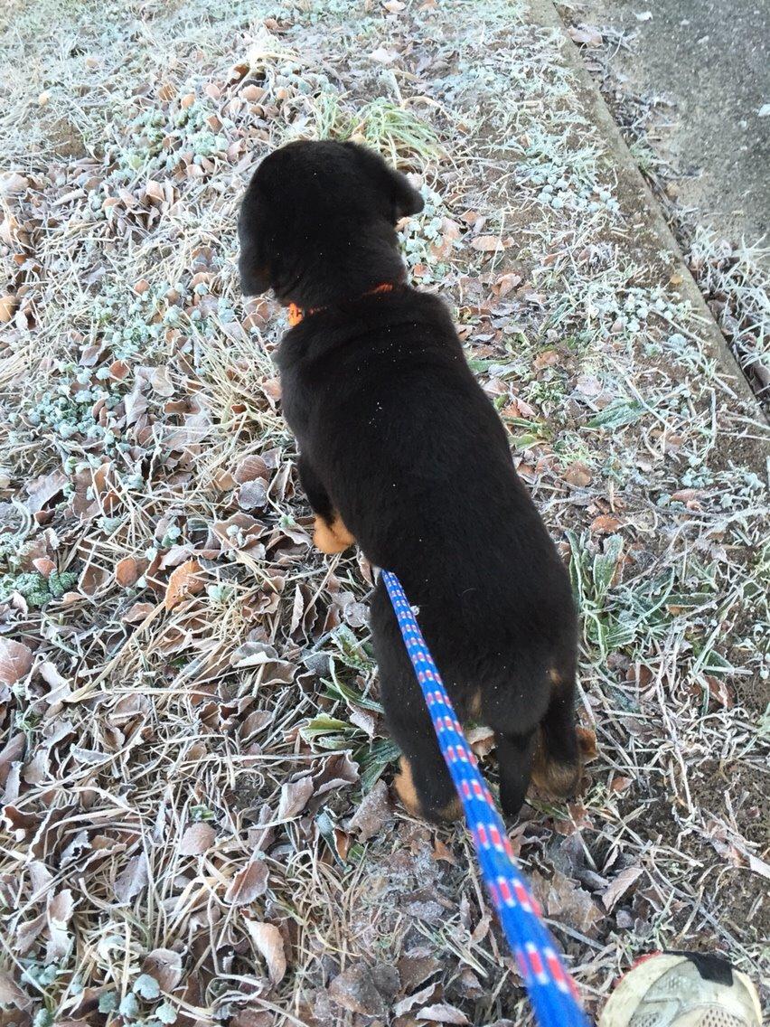 Rottweiler Rollo billede 18