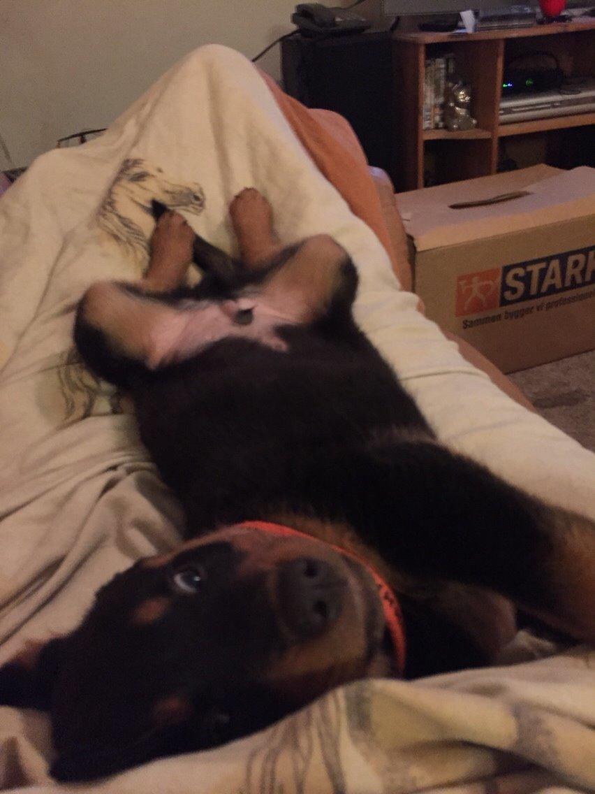 Rottweiler Rollo billede 20