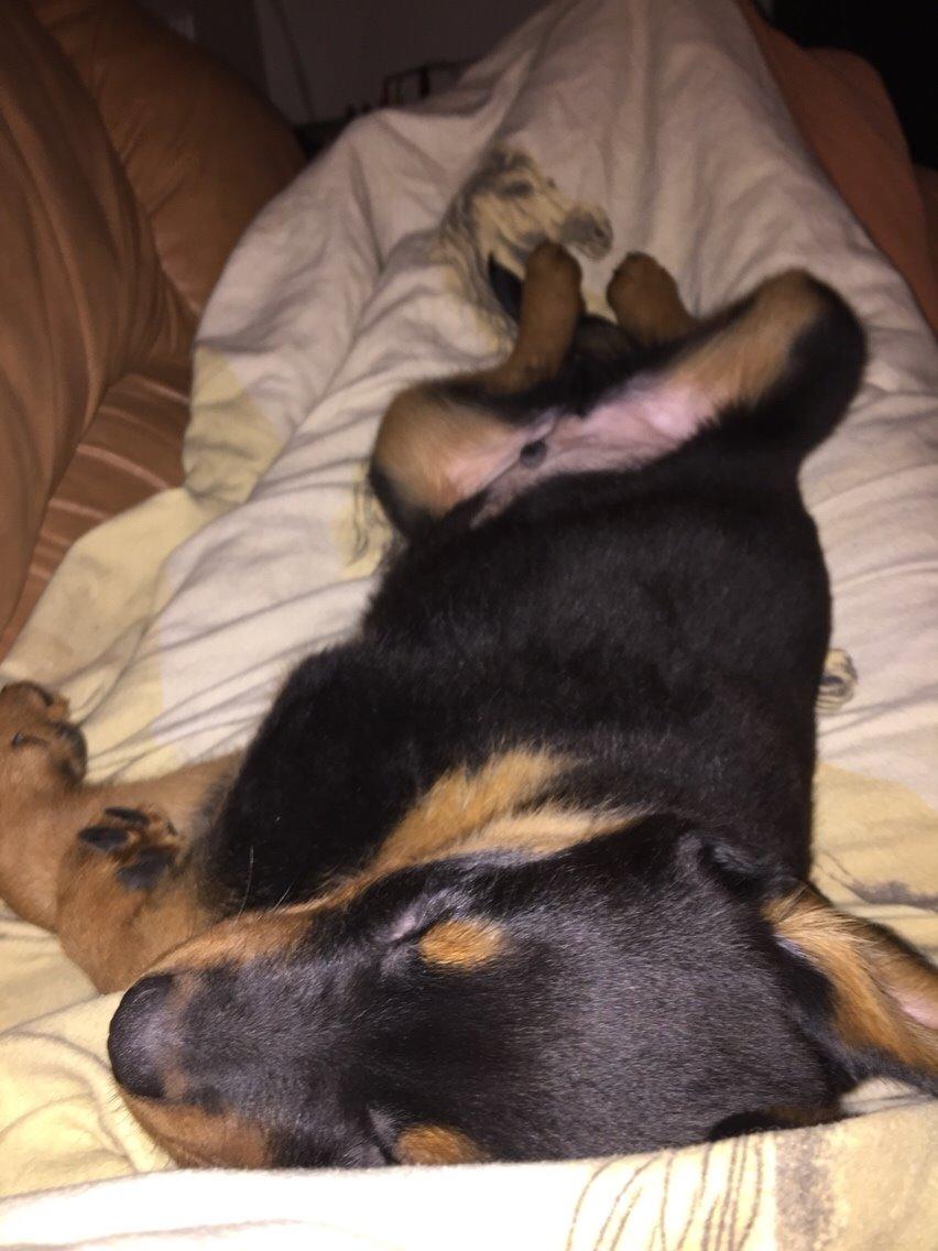 Rottweiler Rollo billede 21