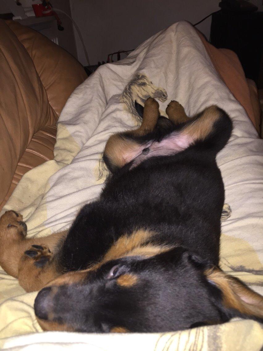 Rottweiler Rollo billede 22