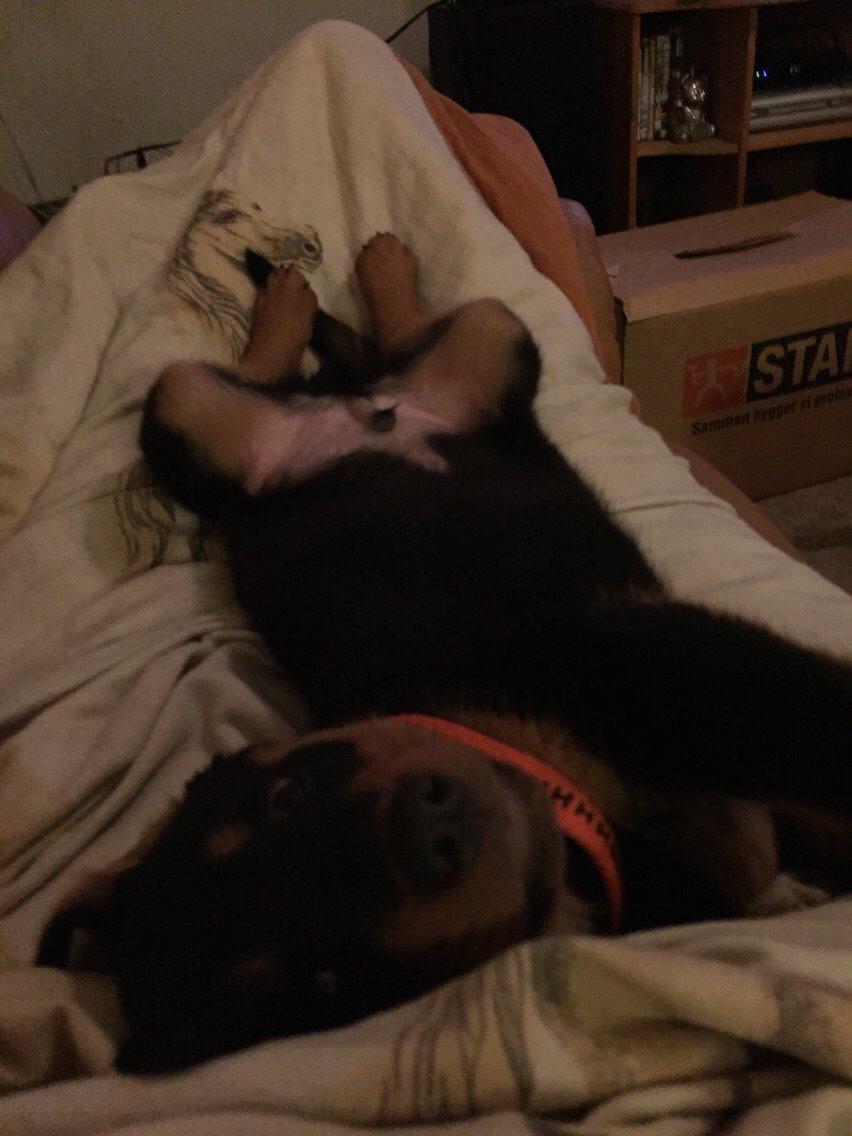 Rottweiler Rollo billede 19