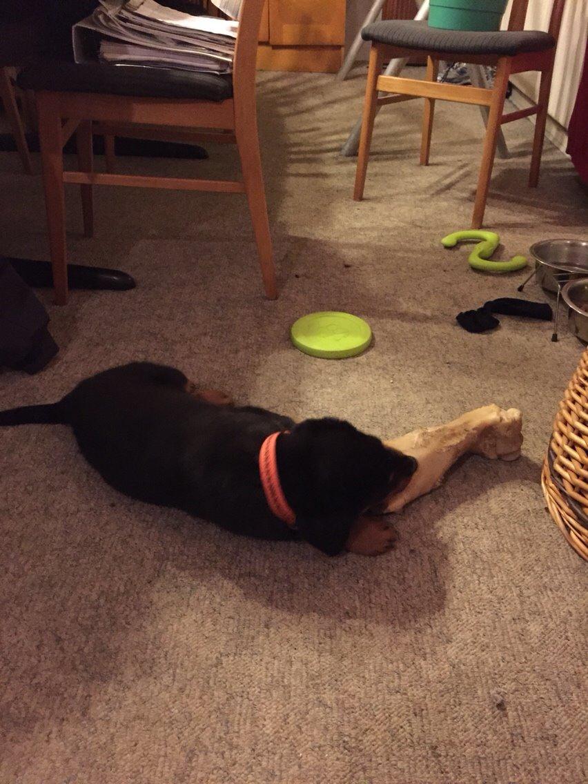 Rottweiler Rollo billede 23