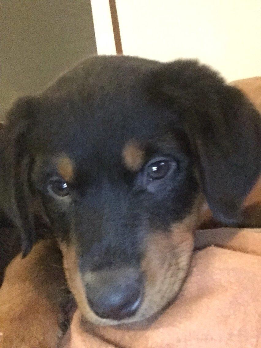 Rottweiler Rollo billede 24