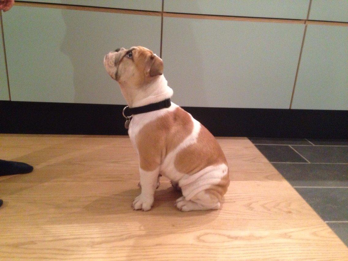 Engelsk bulldog Molosshusets Kiss AKA Cookie billede 1