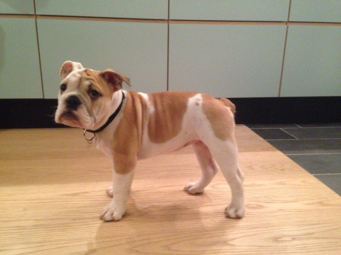 Engelsk bulldog Molosshusets Kiss AKA Cookie billede 2