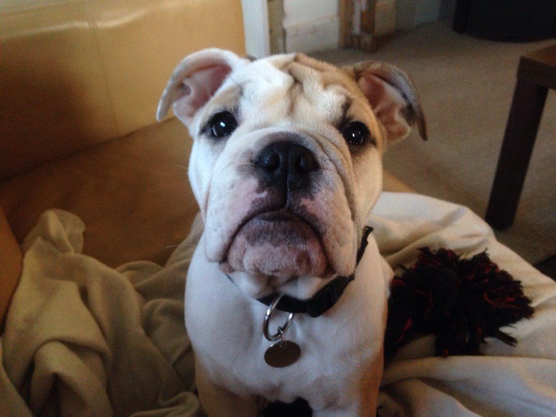 Engelsk bulldog Molosshusets Kiss AKA Cookie billede 3