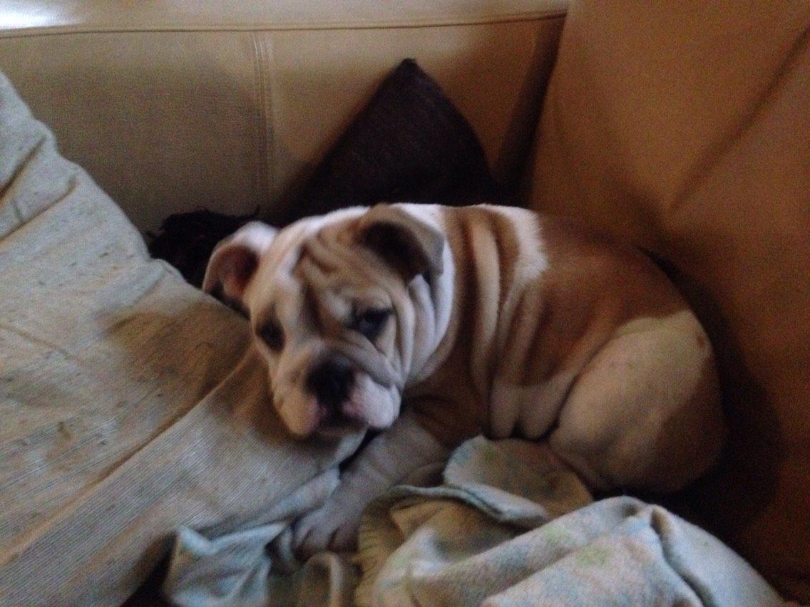 Engelsk bulldog Molosshusets Kiss AKA Cookie billede 5