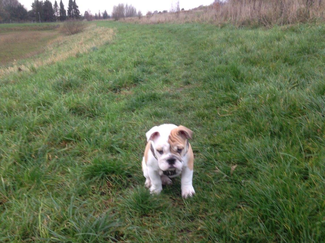 Engelsk bulldog Molosshusets Kiss AKA Cookie billede 4