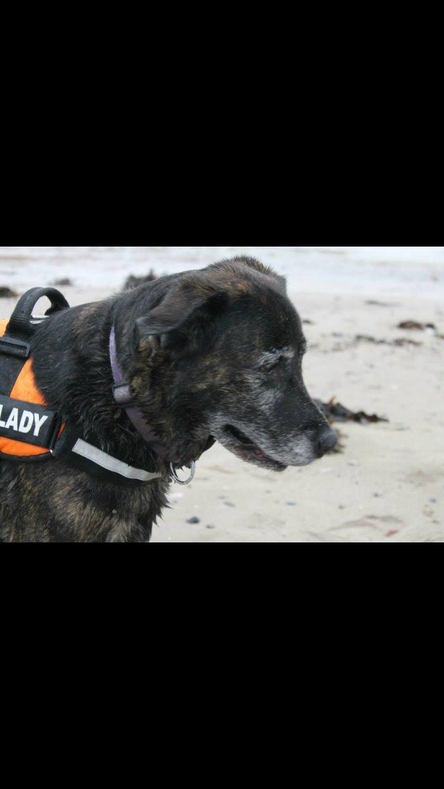 Blanding af racer Mille billede 17