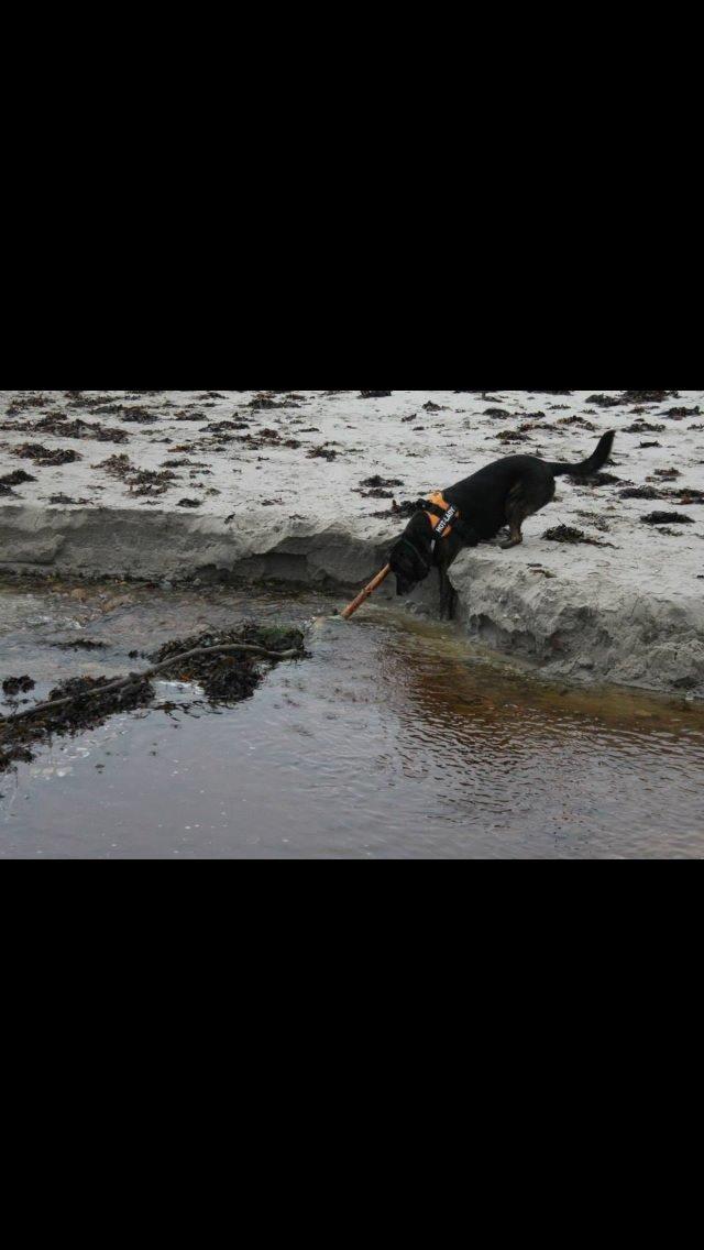 Blanding af racer Mille billede 18