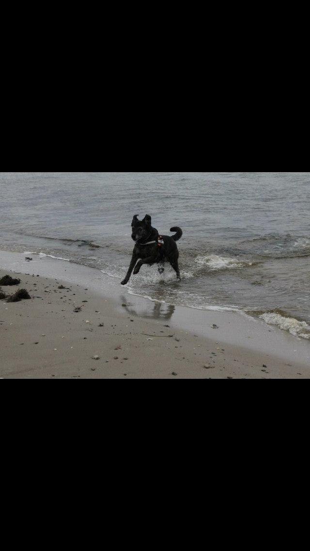 Blanding af racer Mille billede 19