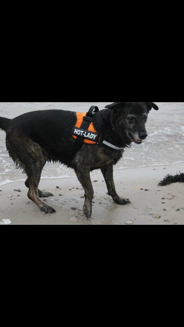 Blanding af racer Mille billede 20