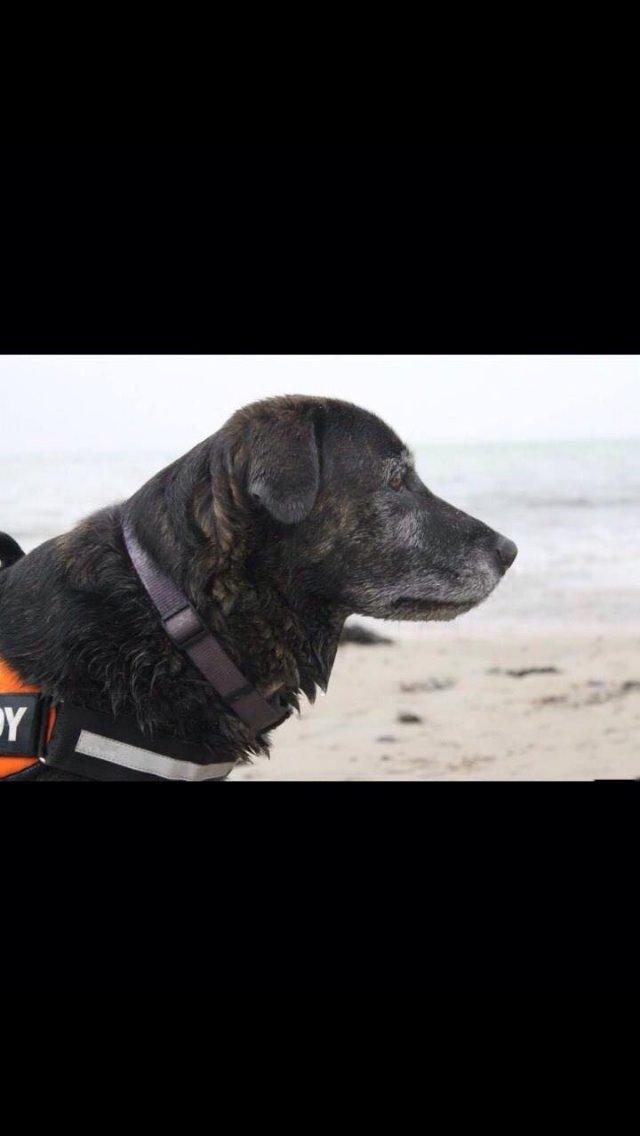 Blanding af racer Mille billede 21