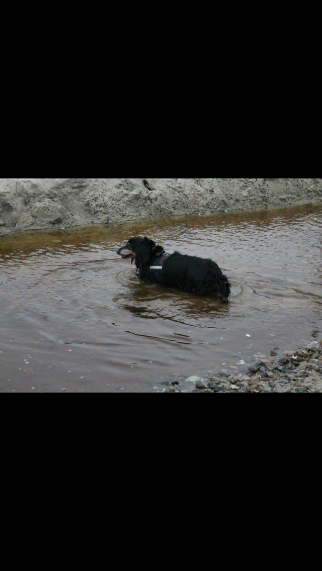 Gravhund Rasmus  billede 12