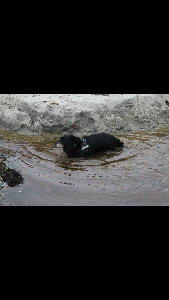 Gravhund Rasmus  billede 13