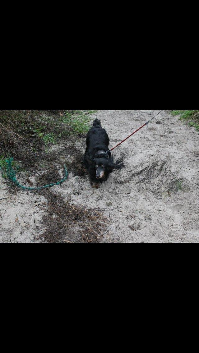 Gravhund Rasmus  billede 14