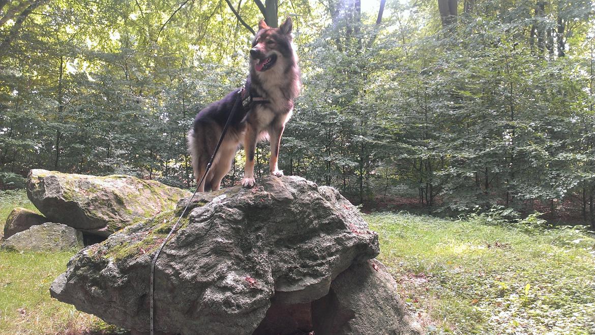 Tjekkoslovakisk ulvehund Amarok billede 27