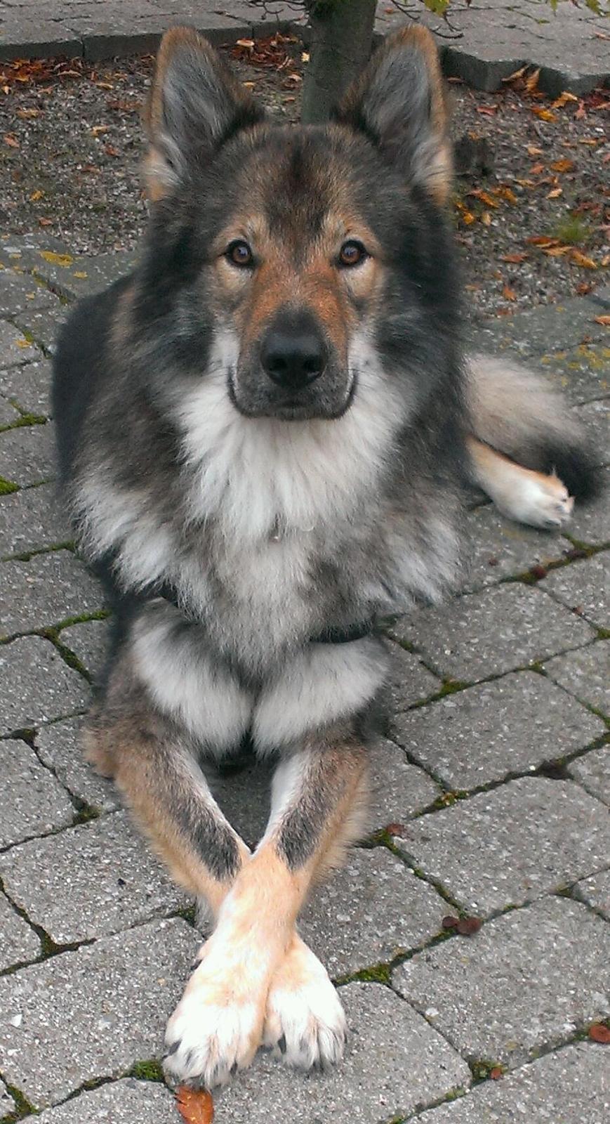 Tjekkoslovakisk ulvehund Amarok billede 30