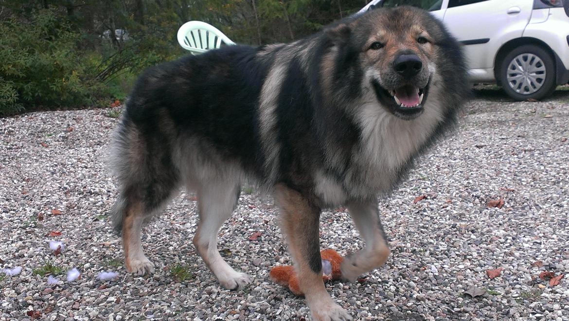 Tjekkoslovakisk ulvehund Amarok billede 31