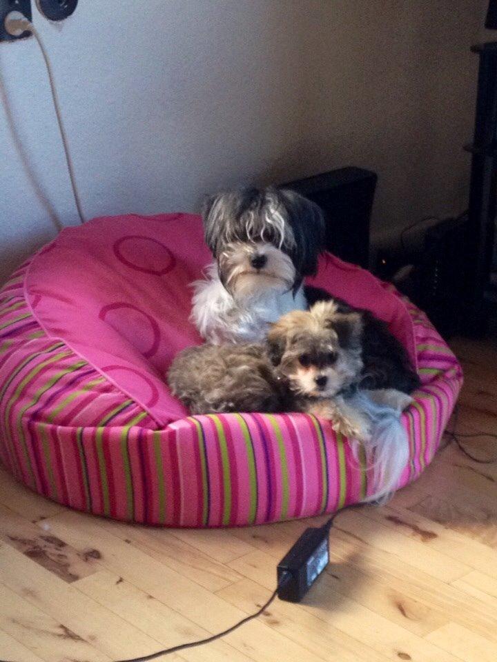 Chinese crested powder puff Sam ( Himmelhund) billede 37