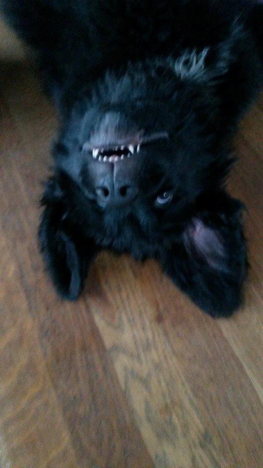 Newfoundlænder Samson billede 2