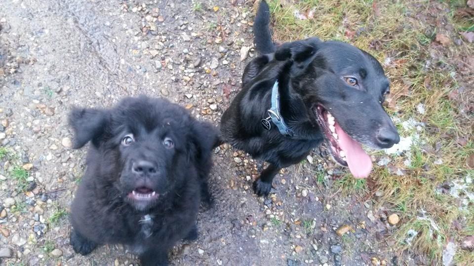 Newfoundlænder Samson billede 12