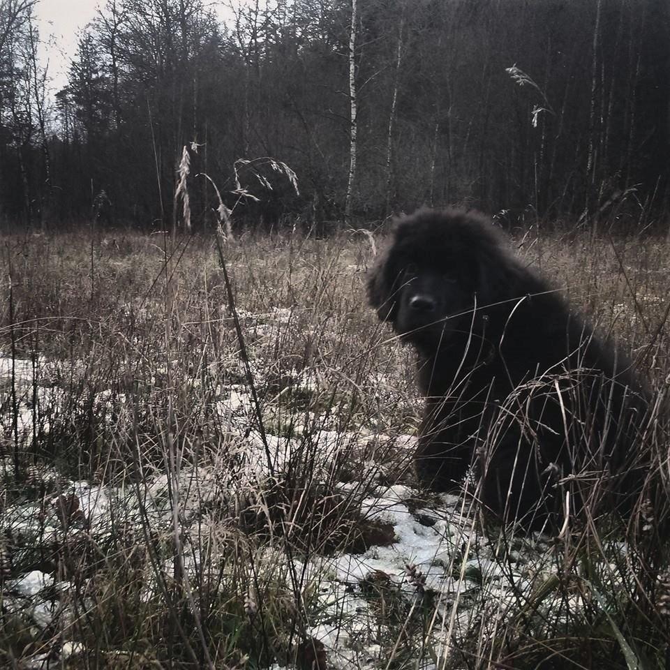 Newfoundlænder Samson billede 13